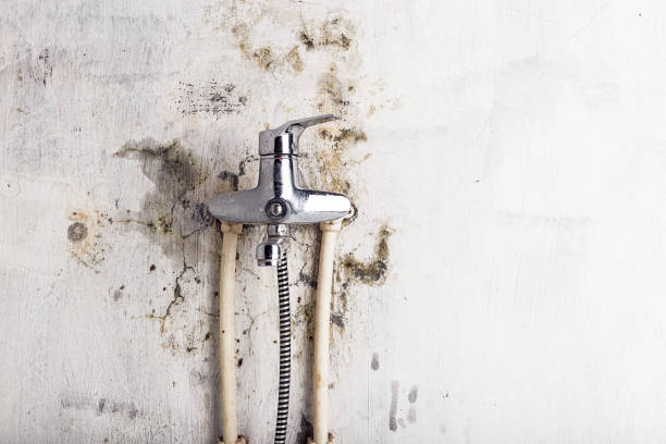 Best Mold Testing  in Fisher, IL