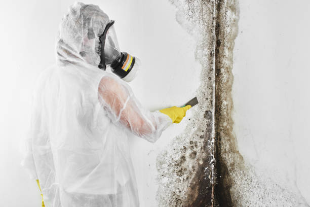 Best Home Mold Removal  in Fisher, IL