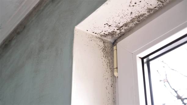 Best Professional Mold Removal  in Fisher, IL