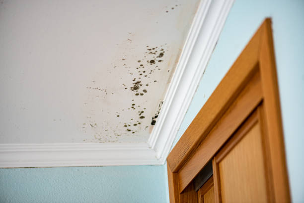 Crawl Space Mold Removal in Fisher, IL