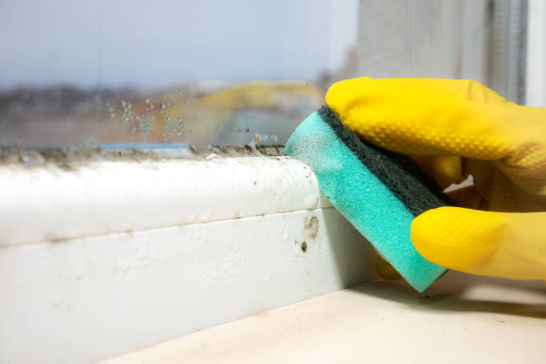 Best Certified Mold Removal  in Fisher, IL