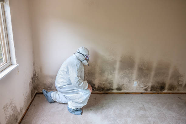 Professional Mold Removal in Fisher, IL