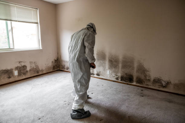Best Black Mold Removal  in Fisher, IL