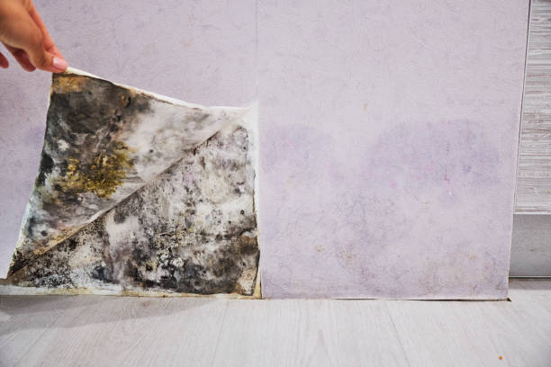 Best Mold Damage Repair  in Fisher, IL
